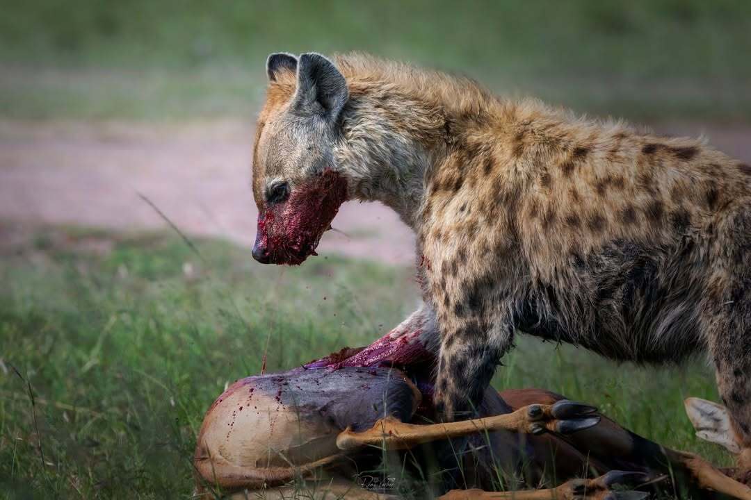 There is no mercy in the wild - only hunger - Hyena, Spotted Hyena, Predatory animals, Wild animals, wildlife, Reserves and sanctuaries, Masai Mara, Africa, The photo, Blood, Mining, Carcass