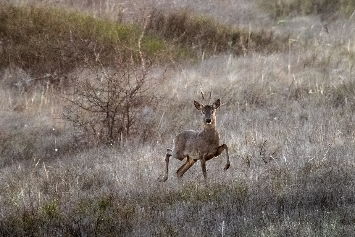 Elegant - My, Roe, Steppe, Rostov region, Photo hunting, Wild animals