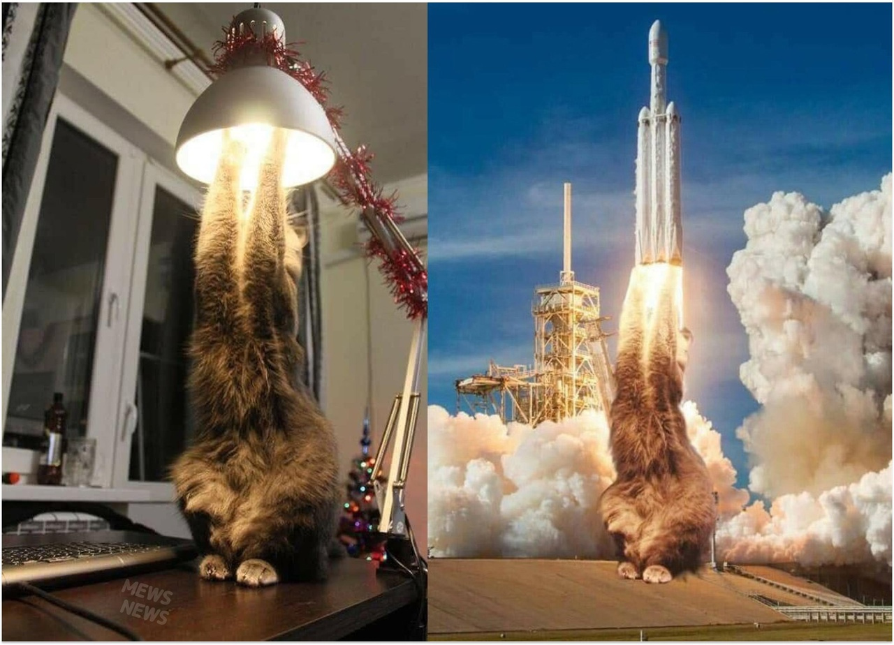 Reply to the post Launch - cat, Rocket, Лампа, Reply to post