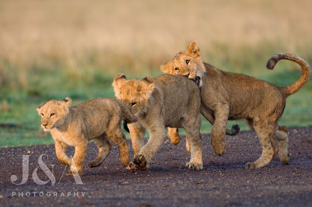 Small is smaller than small - Lion cubs, a lion, Big cats, Cat family, Predatory animals, Wild animals, wildlife, Reserves and sanctuaries, Masai Mara, Africa, The photo, Kus