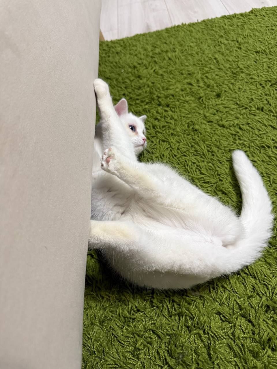 Deaf Belyashka from the disposal shed of the official breeder FARUS (KLK Amur Neva) went to the Pikabushnik family and sends her greetings - My, Tosno, Animal Rescue, cat, Found a home, Breeders, Longpost, Video, Vertical video, Helping animals, Veterinary