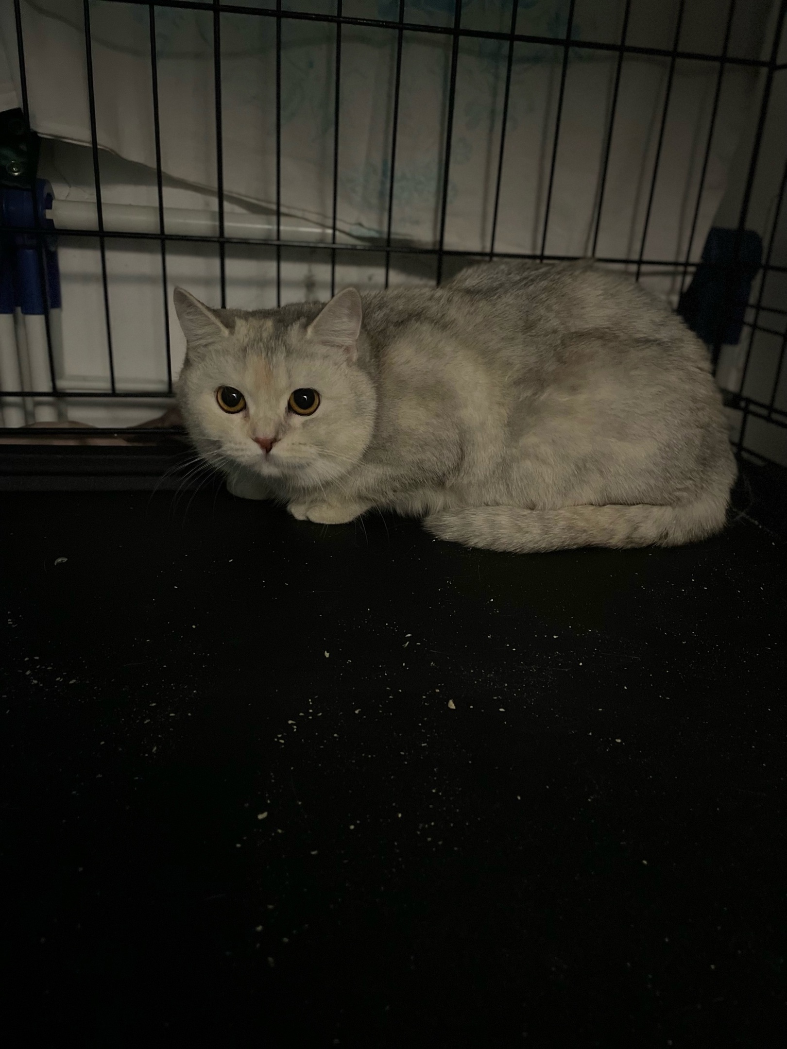 A new portion of heartlessness from the breeder Potekhina. FARUS (KLK Amur Neva). New victims. I am carrying a parcel - My, Vertical video, Tosno, cat, Animal Rescue, Kolpino, Breeders, Saint Petersburg, Longpost