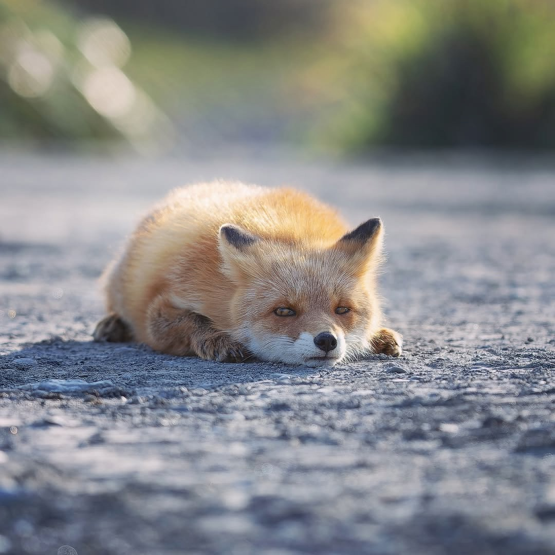 And a new fox post - Fox, Animals, Canines, The photo, Longpost