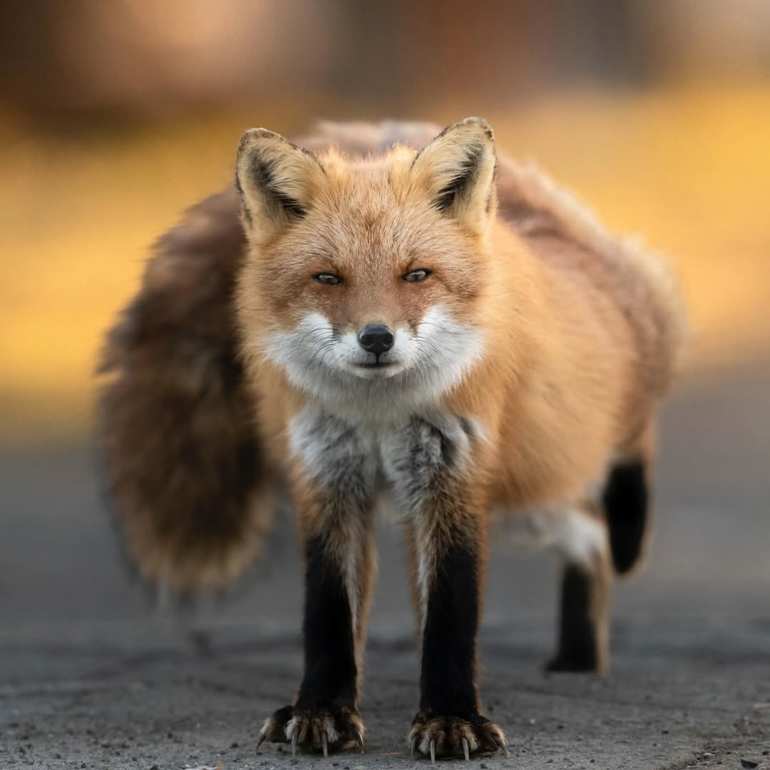 And a new fox post - Fox, Animals, Canines, The photo, Longpost