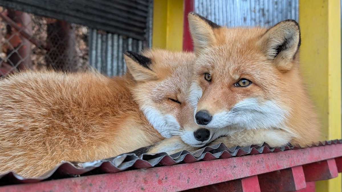 And a new fox post - Fox, Animals, Canines, The photo, Longpost