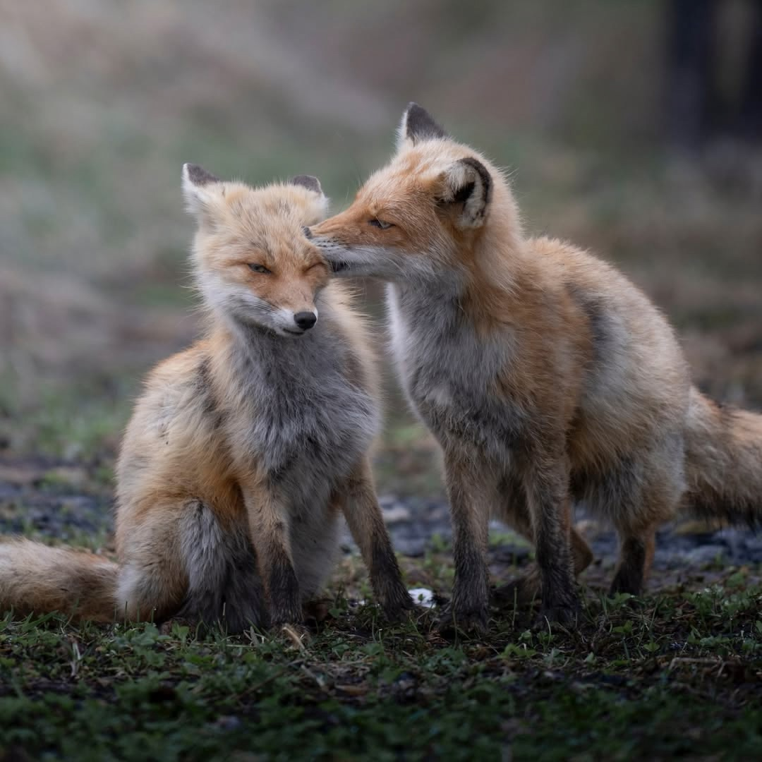 And a new fox post - Fox, Animals, Canines, The photo, Longpost