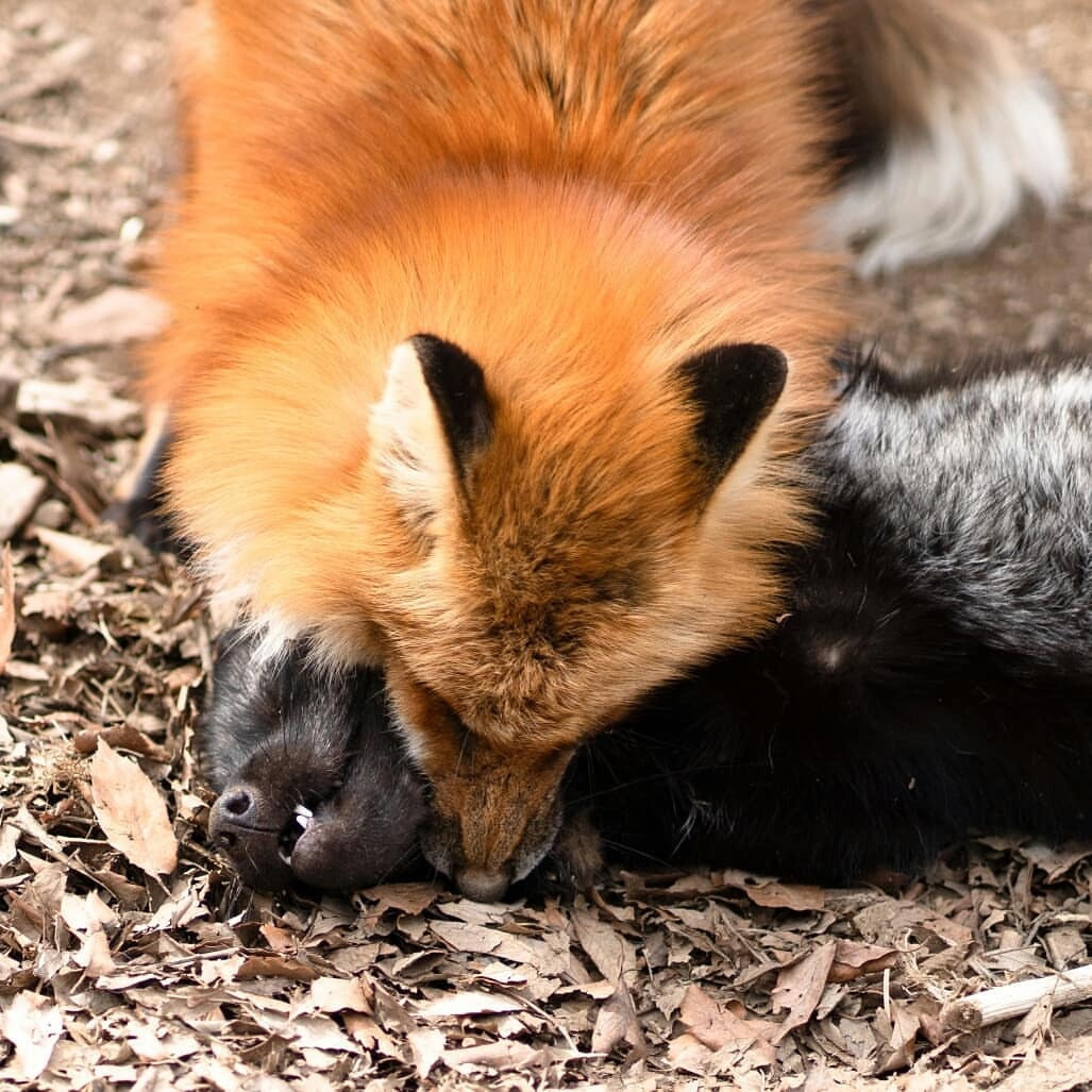 And a new fox post - Fox, Animals, Canines, The photo, Longpost