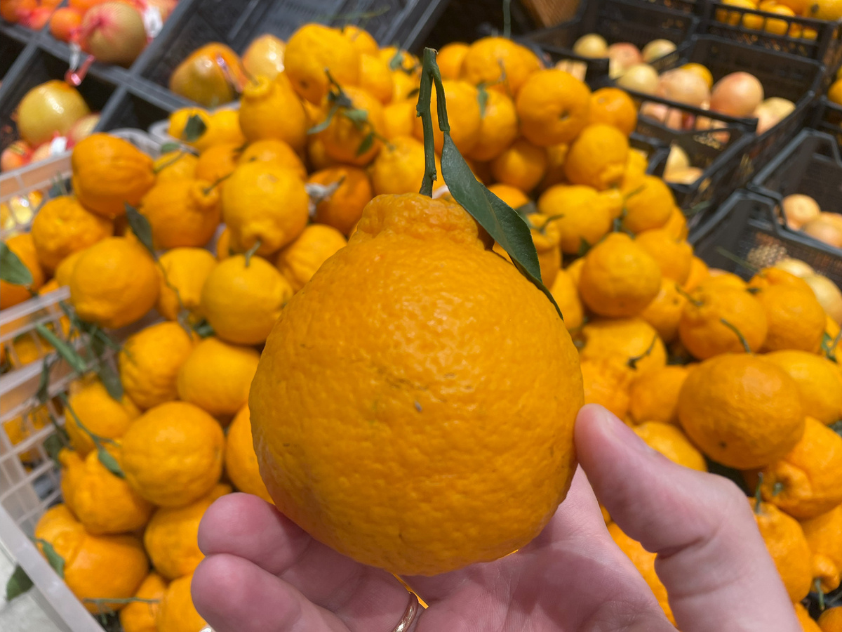 The Most New Year's Fruit. Why Mandarins Don't Grow Here - Chief Agronomist Explains - Garden, Dacha, Harvest, Сельское хозяйство, Tangerines, New Year, Summer residents, Telegram (link), Longpost