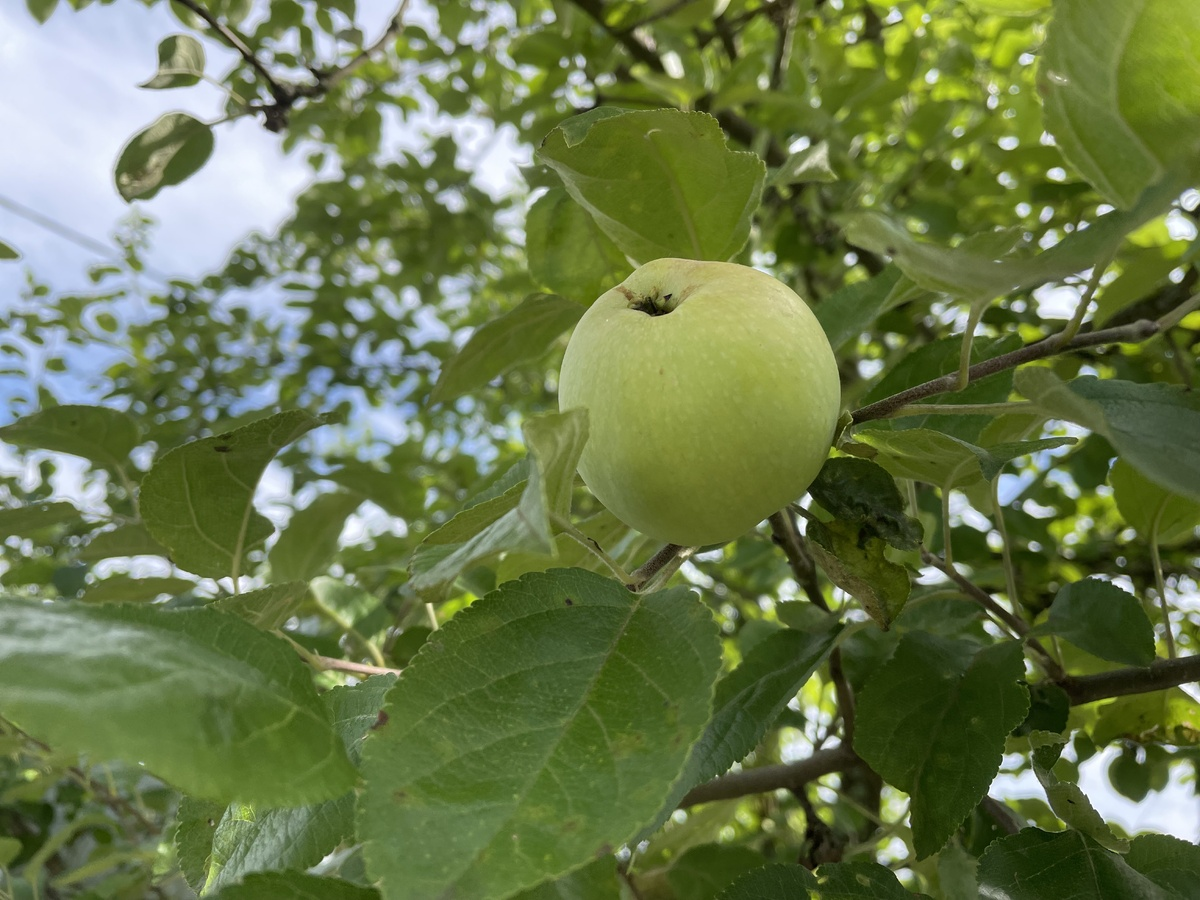 The Most New Year's Fruit. Why Mandarins Don't Grow Here - Chief Agronomist Explains - Garden, Dacha, Harvest, Сельское хозяйство, Tangerines, New Year, Summer residents, Telegram (link), Longpost