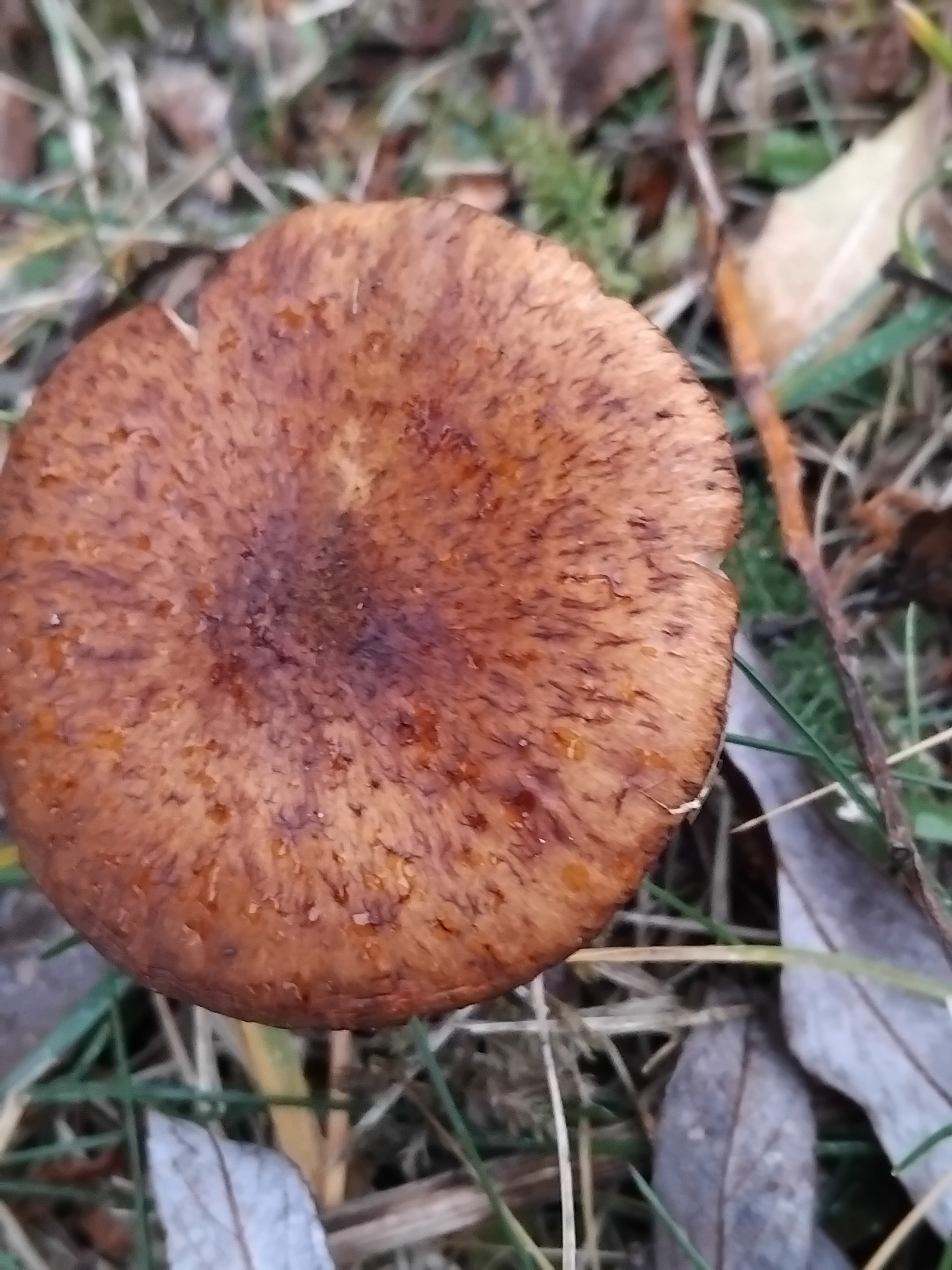 Today at my mother-in-law's garden. 07. 12 - My, Mushrooms, Mother-in-law, Winter, Longpost