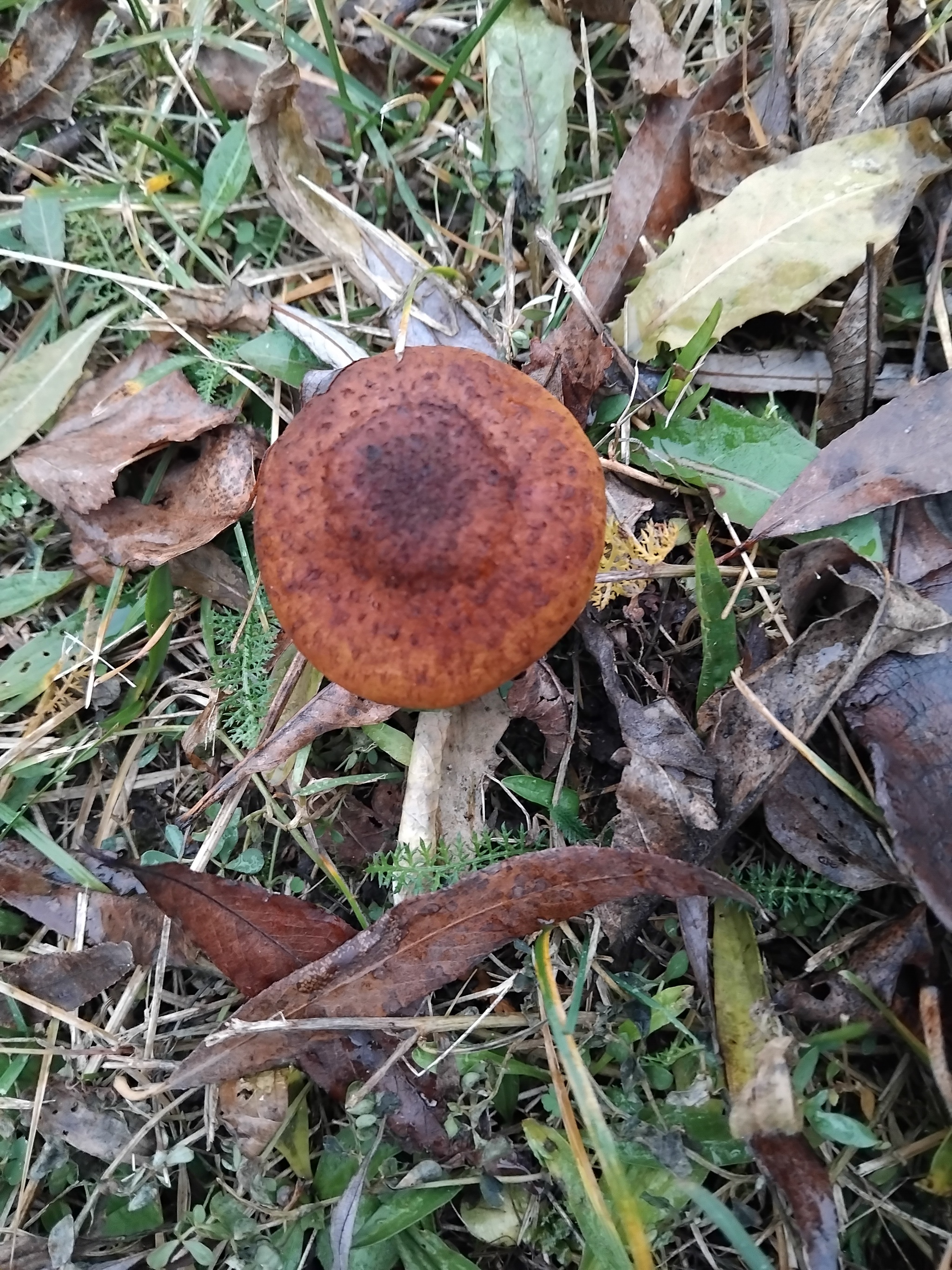 Today at my mother-in-law's garden. 07. 12 - My, Mushrooms, Mother-in-law, Winter, Longpost