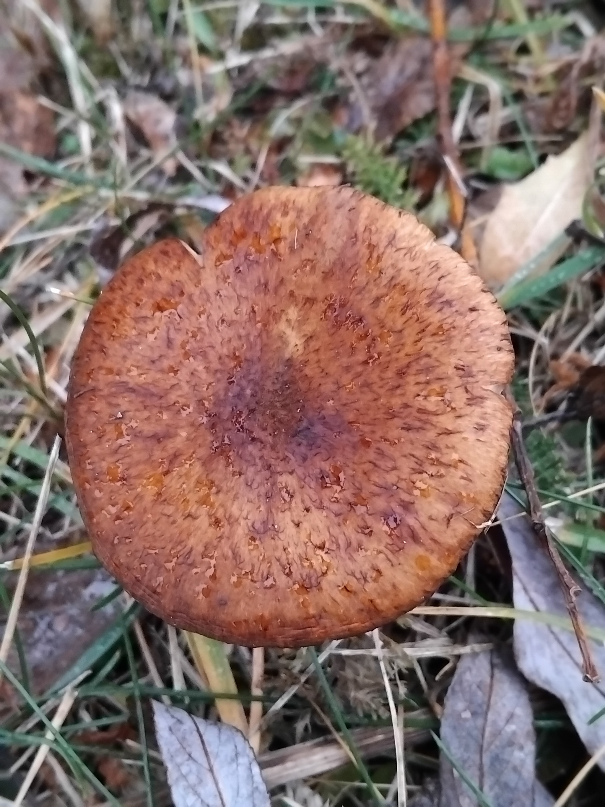 Today at my mother-in-law's garden. 07. 12 - My, Mushrooms, Mother-in-law, Winter, Longpost