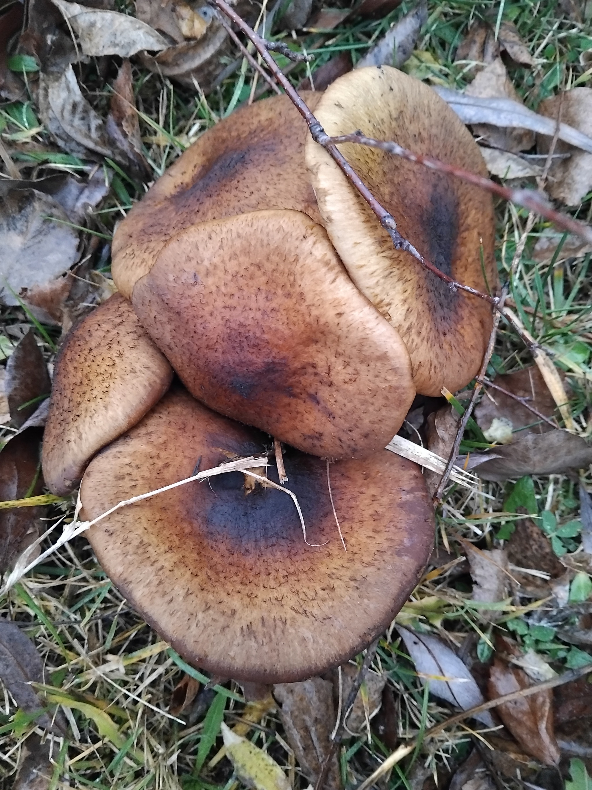 Today at my mother-in-law's garden. 07. 12 - My, Mushrooms, Mother-in-law, Winter, Longpost