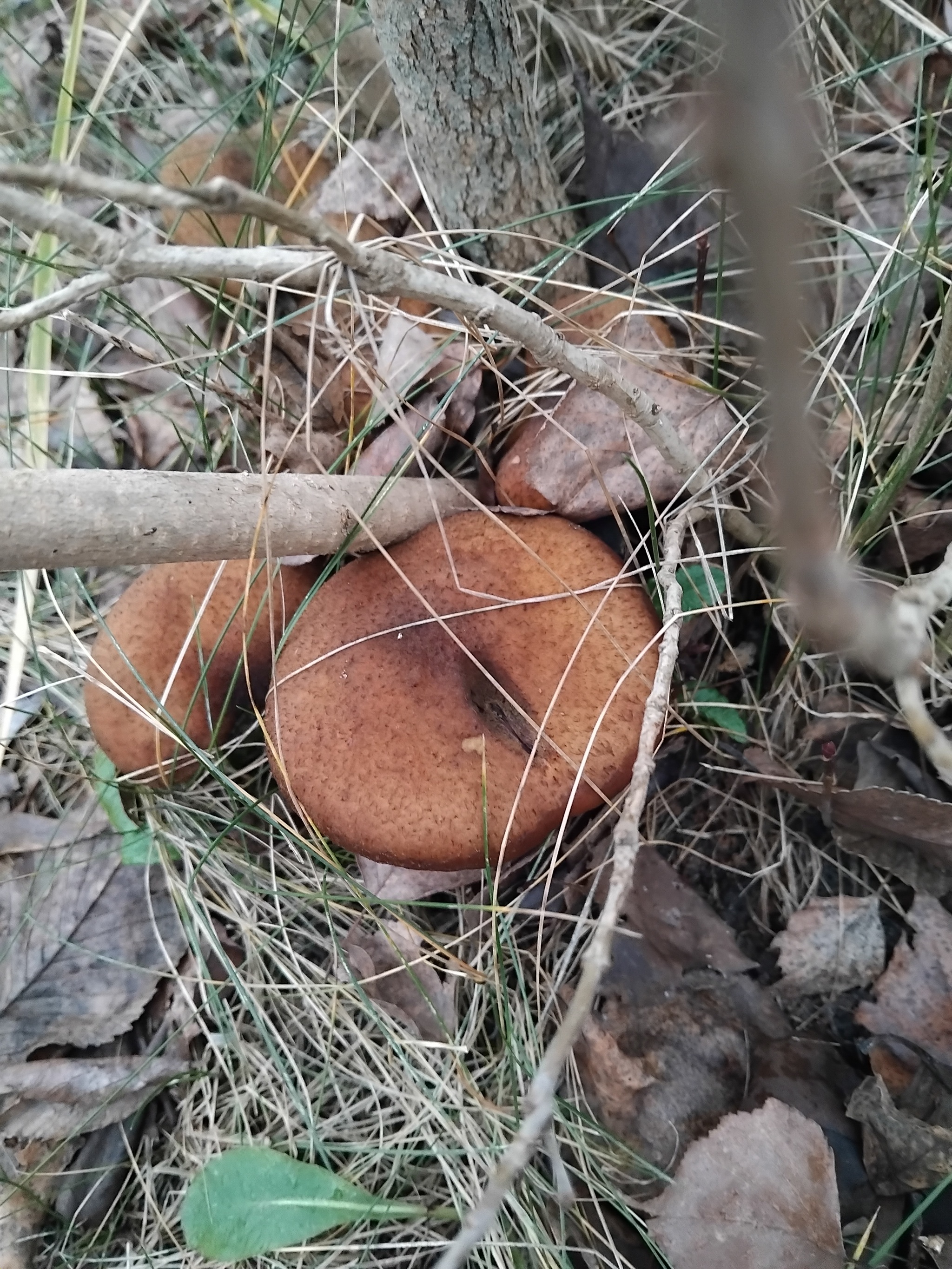 Today at my mother-in-law's garden. 07. 12 - My, Mushrooms, Mother-in-law, Winter, Longpost