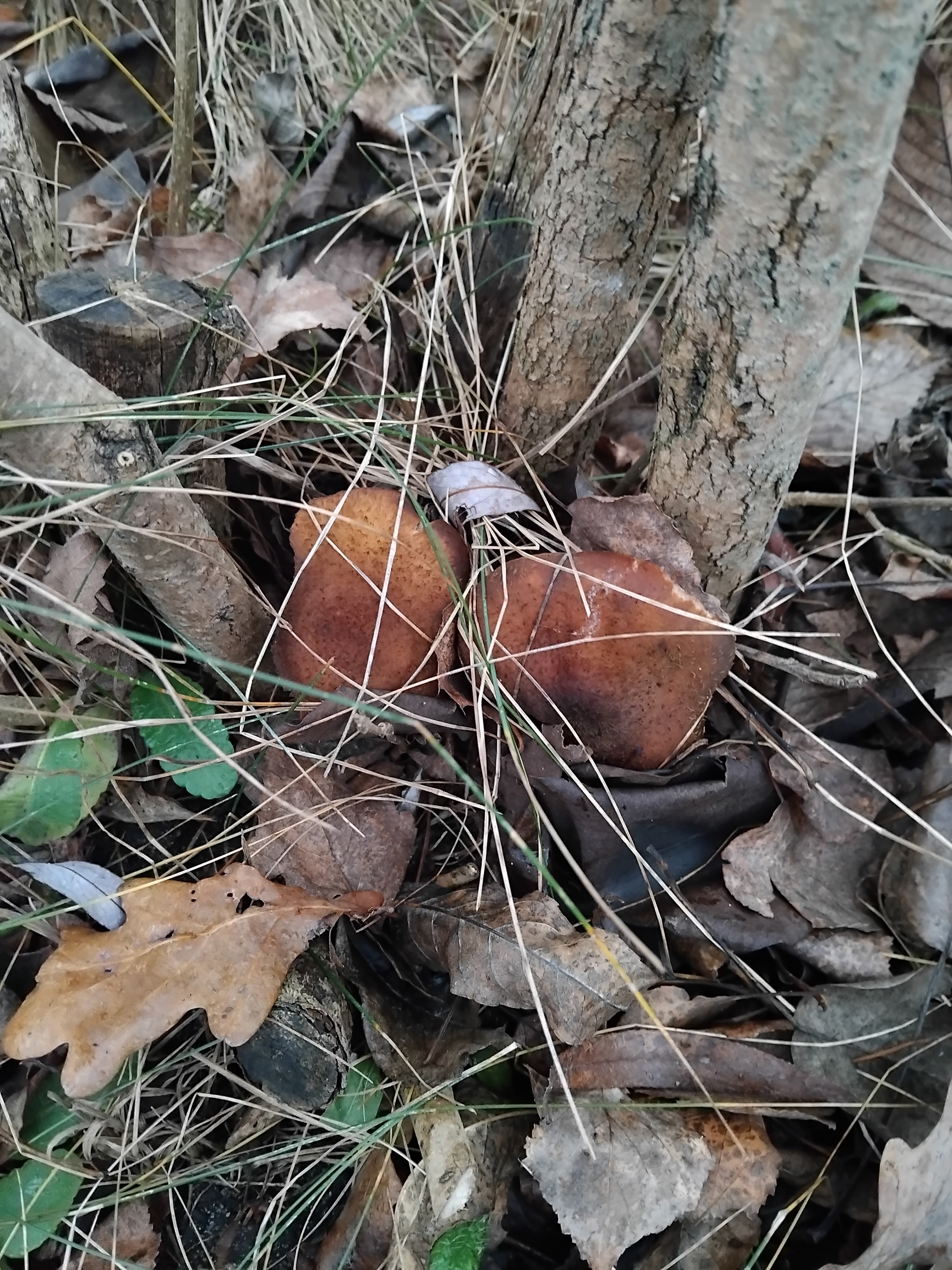 Today at my mother-in-law's garden. 07. 12 - My, Mushrooms, Mother-in-law, Winter, Longpost