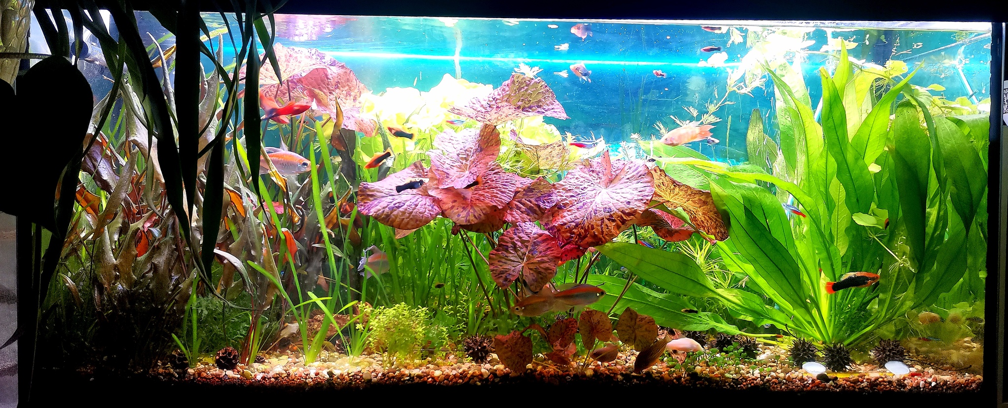 200 liters of peace - My, Aquarium, Hobby, A wave of posts