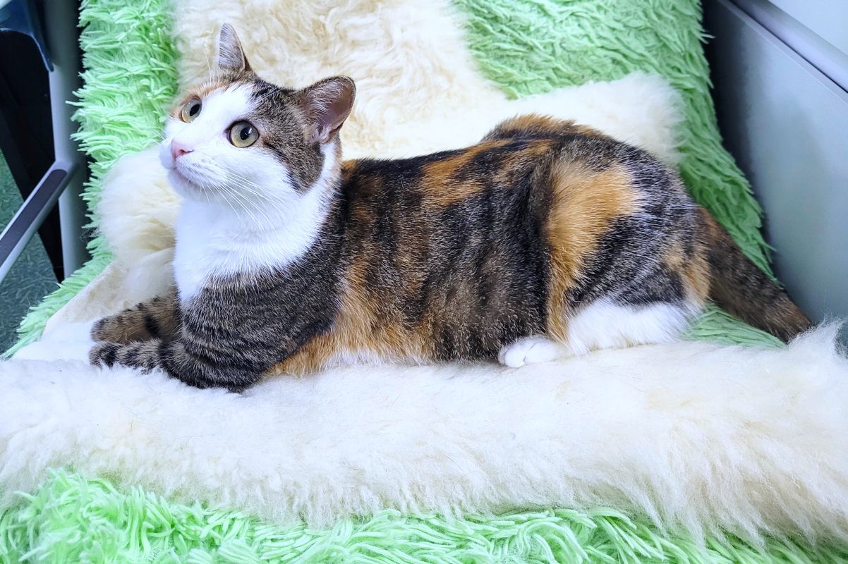 Moscow, Moscow region, tricolor Lilu (2 years old) is looking for a loving family! - My, In good hands, Cat lovers, Kittens, cat, Moscow, Moscow region, No rating, Longpost, I will give, Is free, Kindness, Care, Fluffy, Small cats, Pets, Tricolor cat, Good league, Video, Pet the cat