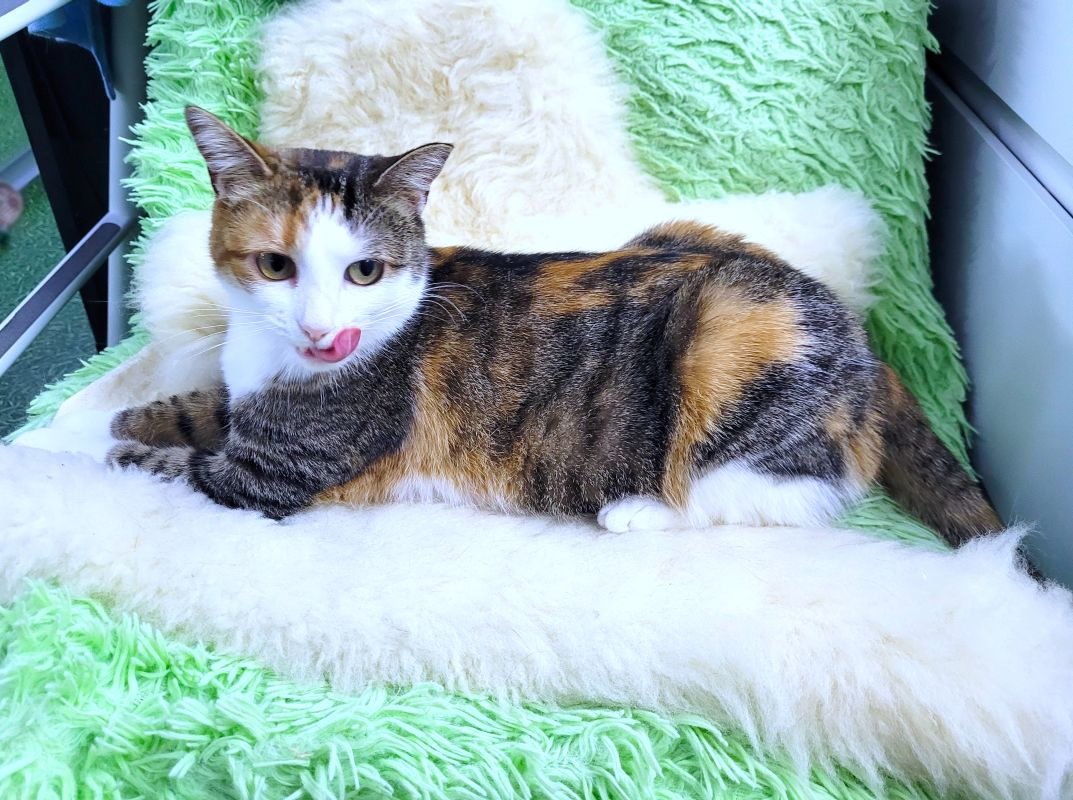 Moscow, Moscow region, tricolor Lilu (2 years old) is looking for a loving family! - My, In good hands, Cat lovers, Kittens, cat, Moscow, Moscow region, No rating, Longpost, I will give, Is free, Kindness, Care, Fluffy, Small cats, Pets, Tricolor cat, Good league, Video, Pet the cat