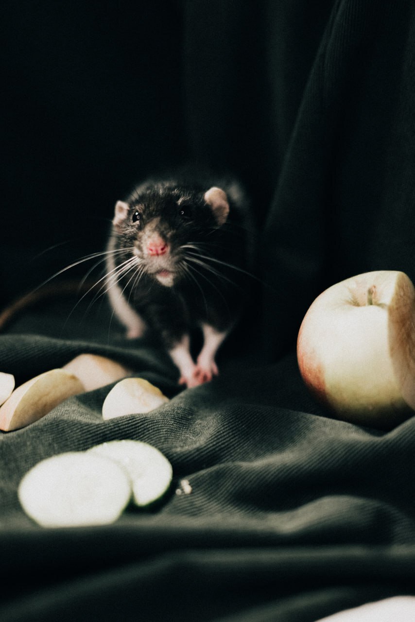 Makovkin was a little sad that tomorrow was already Monday, but then he remembered that he was a rat and he didn’t have to go to work. - My, Krasnodar, Volunteering, Rat, Rat dumbo, Decorative rats, Animals, Pets, Longpost