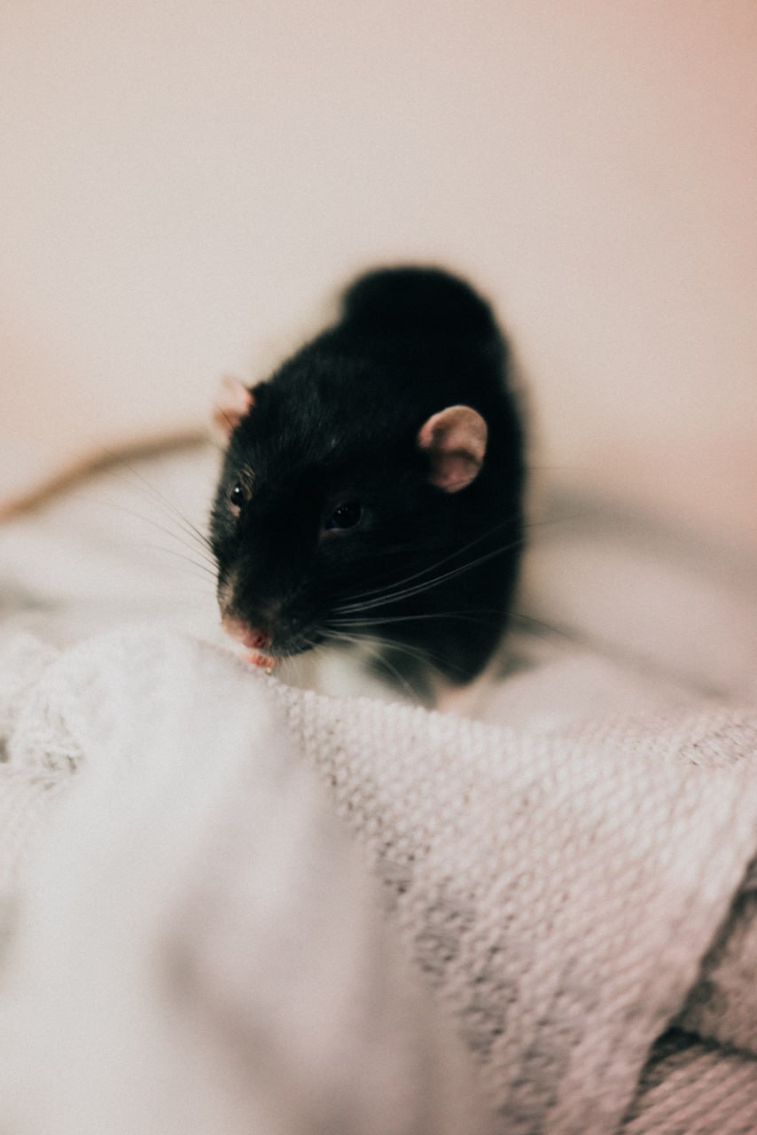 Makovkin was a little sad that tomorrow was already Monday, but then he remembered that he was a rat and he didn’t have to go to work. - My, Krasnodar, Volunteering, Rat, Rat dumbo, Decorative rats, Animals, Pets, Longpost