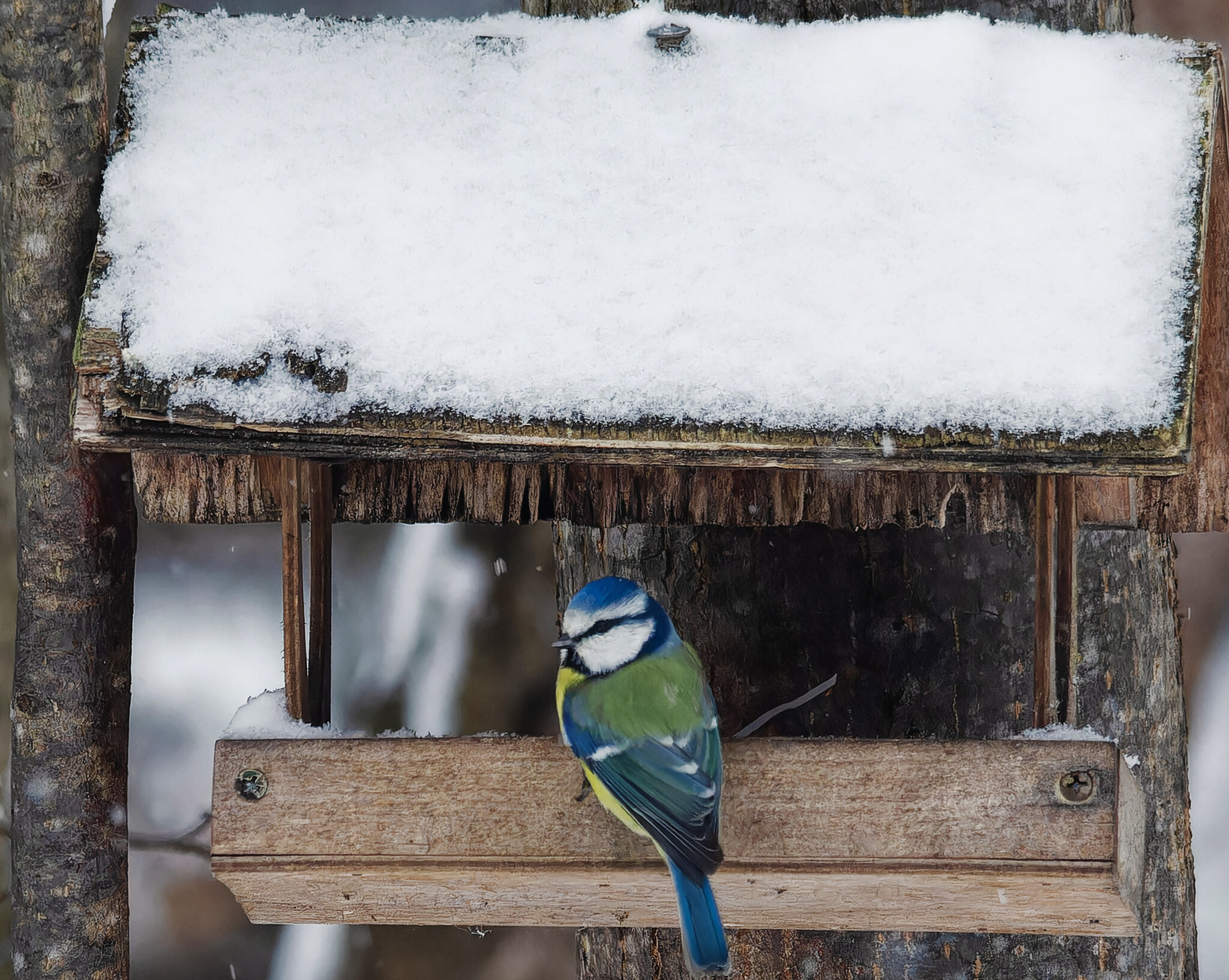 Noah didn't whine, but I will whine - My, Photo hunting, Birds, Hobby, Bird watching, The nature of Russia, Ornithology League, Ornithology, Winter, Nature, Forest, wildlife, Longpost