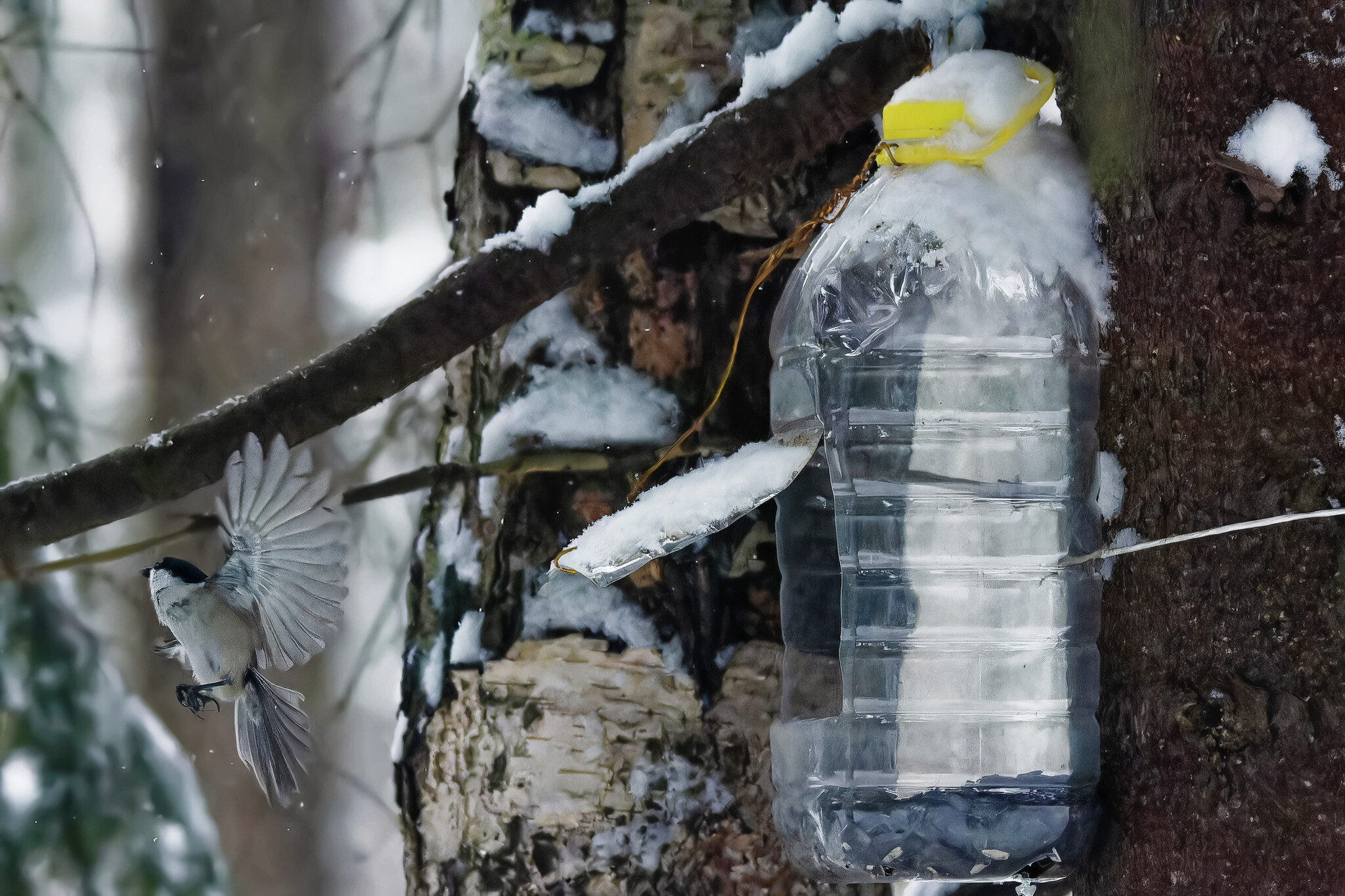 Noah didn't whine, but I will whine - My, Photo hunting, Birds, Hobby, Bird watching, The nature of Russia, Ornithology League, Ornithology, Winter, Nature, Forest, wildlife, Longpost