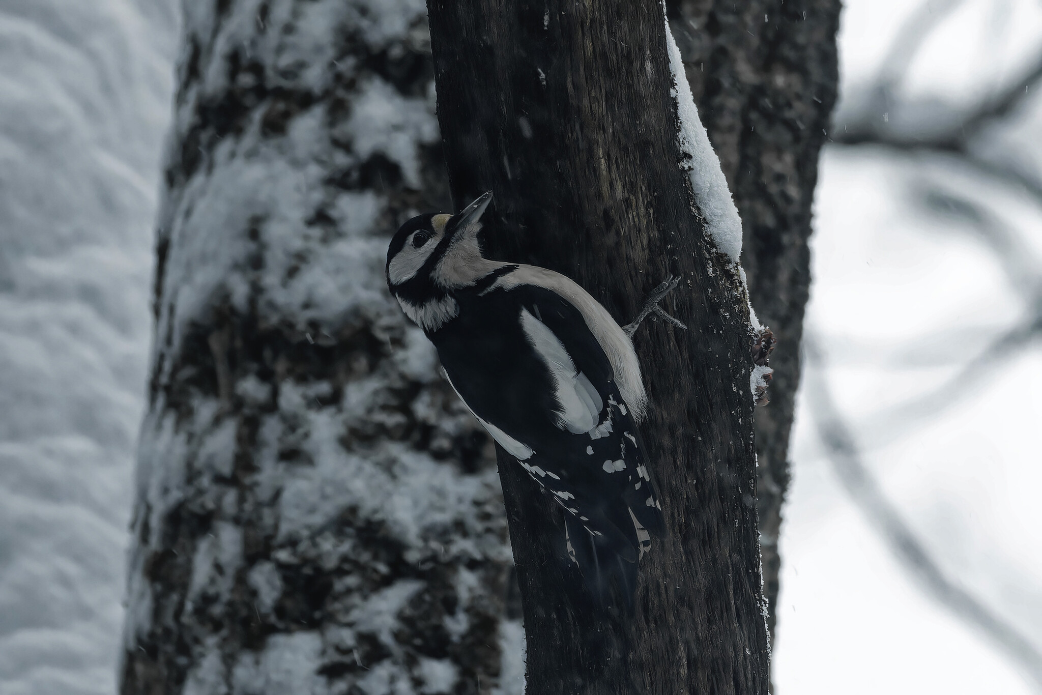 Noah didn't whine, but I will whine - My, Photo hunting, Birds, Hobby, Bird watching, The nature of Russia, Ornithology League, Ornithology, Winter, Nature, Forest, wildlife, Longpost