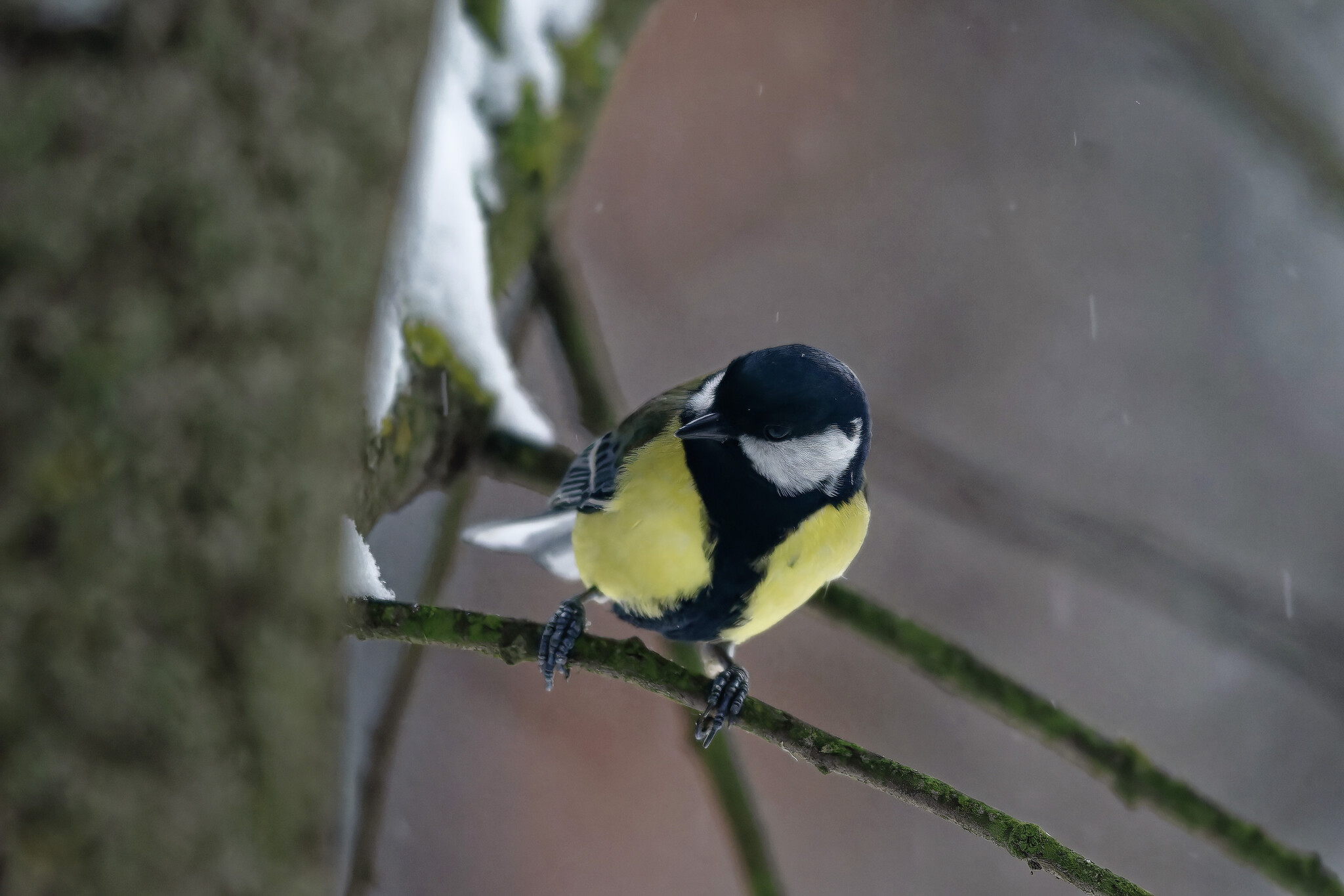 Noah didn't whine, but I will whine - My, Photo hunting, Birds, Hobby, Bird watching, The nature of Russia, Ornithology League, Ornithology, Winter, Nature, Forest, wildlife, Longpost