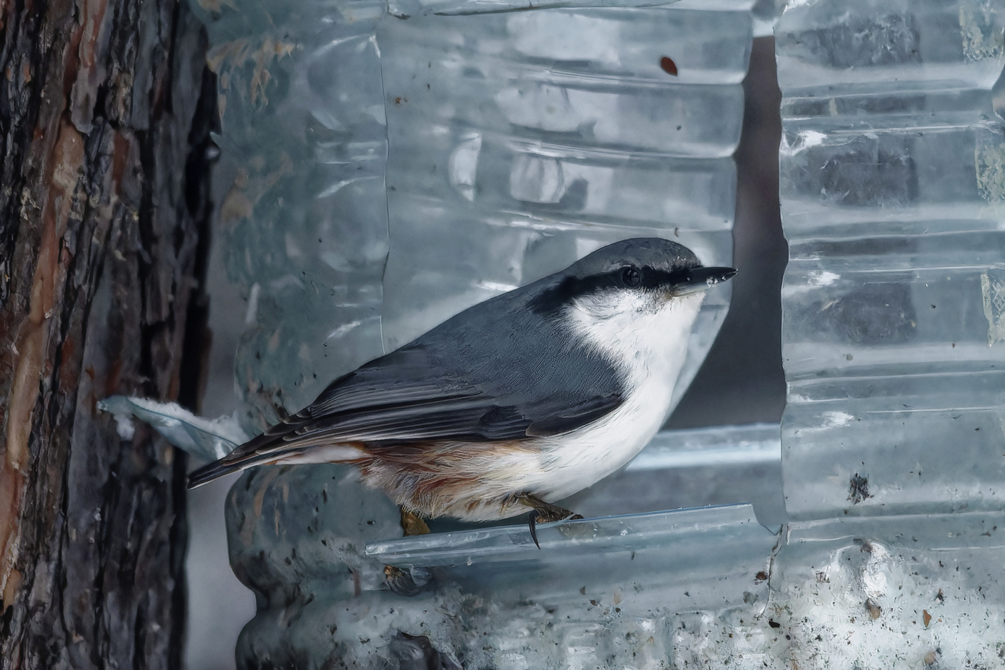 Noah didn't whine, but I will whine - My, Photo hunting, Birds, Hobby, Bird watching, The nature of Russia, Ornithology League, Ornithology, Winter, Nature, Forest, wildlife, Longpost