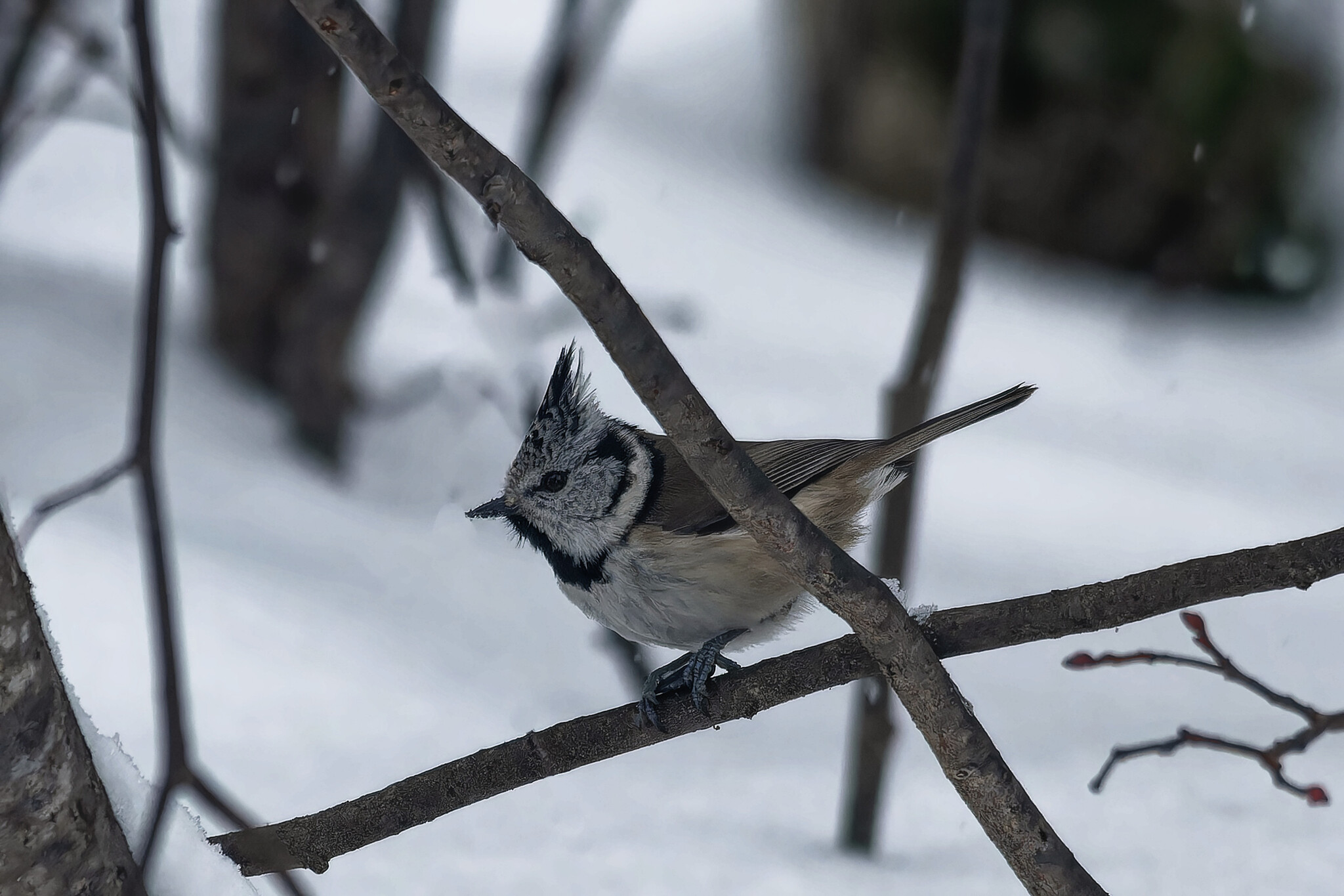 Noah didn't whine, but I will whine - My, Photo hunting, Birds, Hobby, Bird watching, The nature of Russia, Ornithology League, Ornithology, Winter, Nature, Forest, wildlife, Longpost