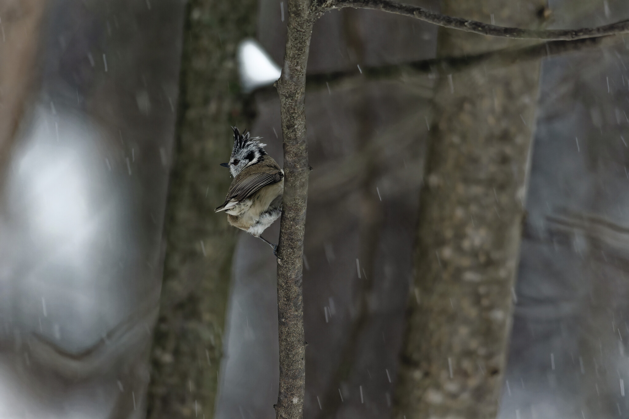 Noah didn't whine, but I will whine - My, Photo hunting, Birds, Hobby, Bird watching, The nature of Russia, Ornithology League, Ornithology, Winter, Nature, Forest, wildlife, Longpost