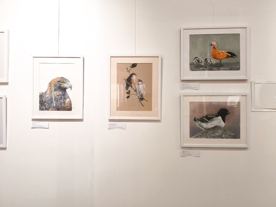 Exhibition Feathered Travelers. On the Wings of BRICS - My, Exhibition, Museum, Painting, Drawing, Brix, Watercolor, Birds, Animalistics, Saint Petersburg, Longpost