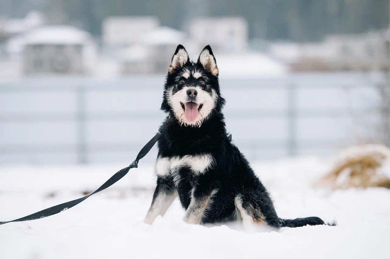 Aiko: The Darling With Cute Eyebrows - Shelter, Homeless animals, In good hands, Helping animals, Volunteering, Dog