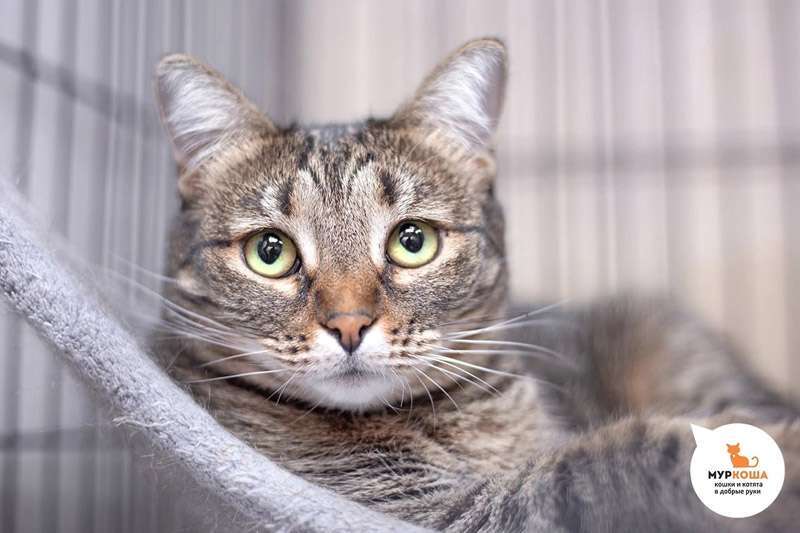 Meet the cutest cats at the shelter! - My, Animal shelter, Murkosh shelter, cat, Moscow, In good hands, No rating, Help, The photo, Video, Vertical video, Longpost