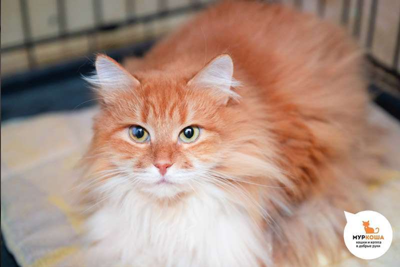 Meet the cutest cats at the shelter! - My, Animal shelter, Murkosh shelter, cat, Moscow, In good hands, No rating, Help, The photo, Video, Vertical video, Longpost