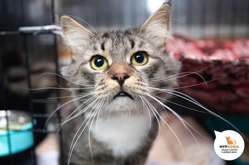 Meet the cutest cats at the shelter! - My, Animal shelter, Murkosh shelter, cat, Moscow, In good hands, No rating, Help, The photo, Video, Vertical video, Longpost