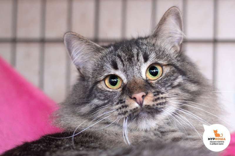 Meet the cutest cats at the shelter! - My, Animal shelter, Murkosh shelter, cat, Moscow, In good hands, No rating, Help, The photo, Video, Vertical video, Longpost