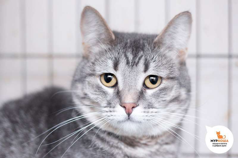 Meet the cutest cats at the shelter! - My, Animal shelter, Murkosh shelter, cat, Moscow, In good hands, No rating, Help, The photo, Video, Vertical video, Longpost