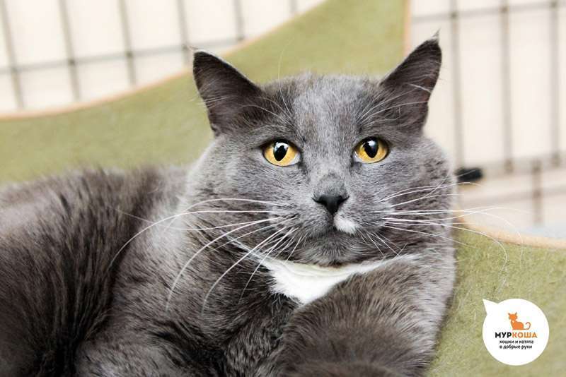 Meet the cutest cats at the shelter! - My, Animal shelter, Murkosh shelter, cat, Moscow, In good hands, No rating, Help, The photo, Video, Vertical video, Longpost