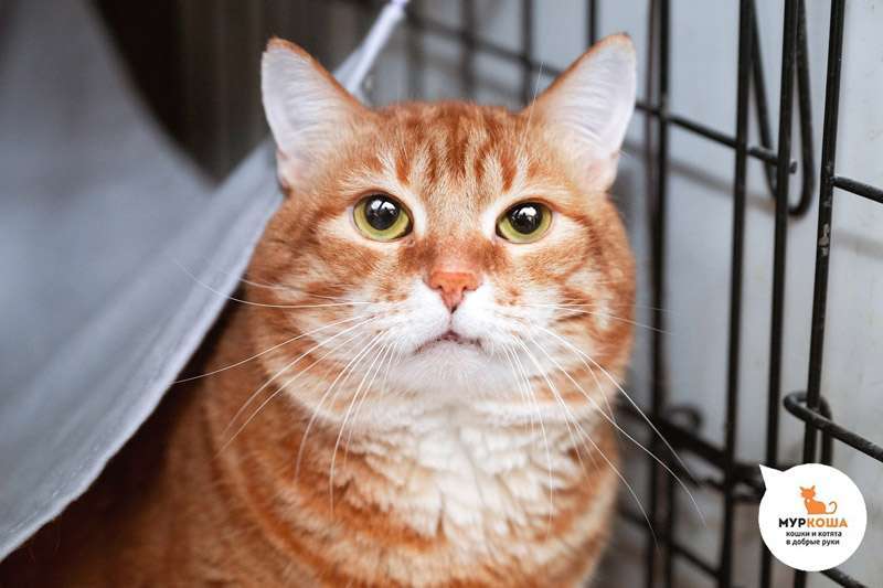 Meet the cutest cats at the shelter! - My, Animal shelter, Murkosh shelter, cat, Moscow, In good hands, No rating, Help, The photo, Video, Vertical video, Longpost