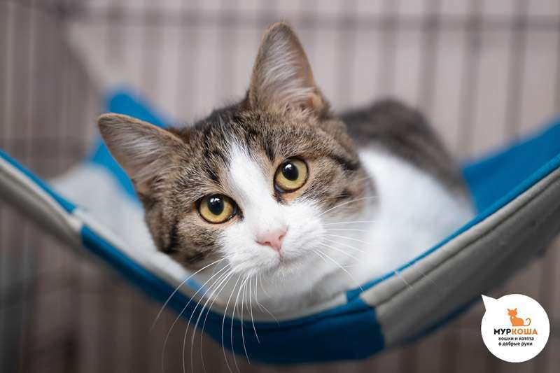 Meet the cutest cats at the shelter! - My, Animal shelter, Murkosh shelter, cat, Moscow, In good hands, No rating, Help, The photo, Video, Vertical video, Longpost