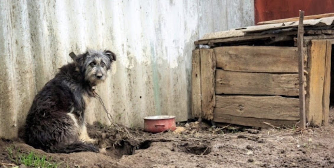 Rutube стал лучшим видеохостингом | Пикабу