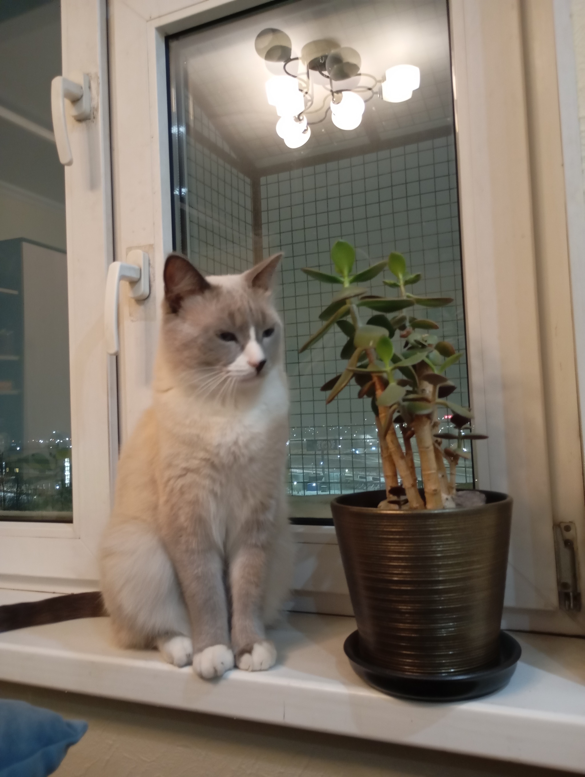 Meditating near the money tree - My, cat, Money Tree