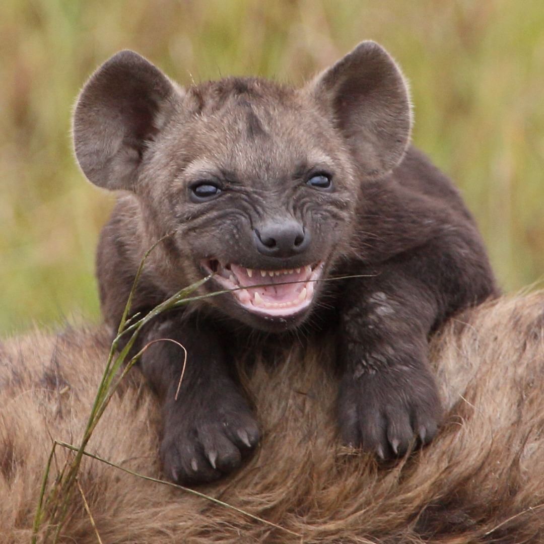 I'm not a cute child, but a terrible hyena! - Young, Hyena, Spotted Hyena, Predatory animals, Wild animals, wildlife, Reserves and sanctuaries, Masai Mara, Africa, The photo