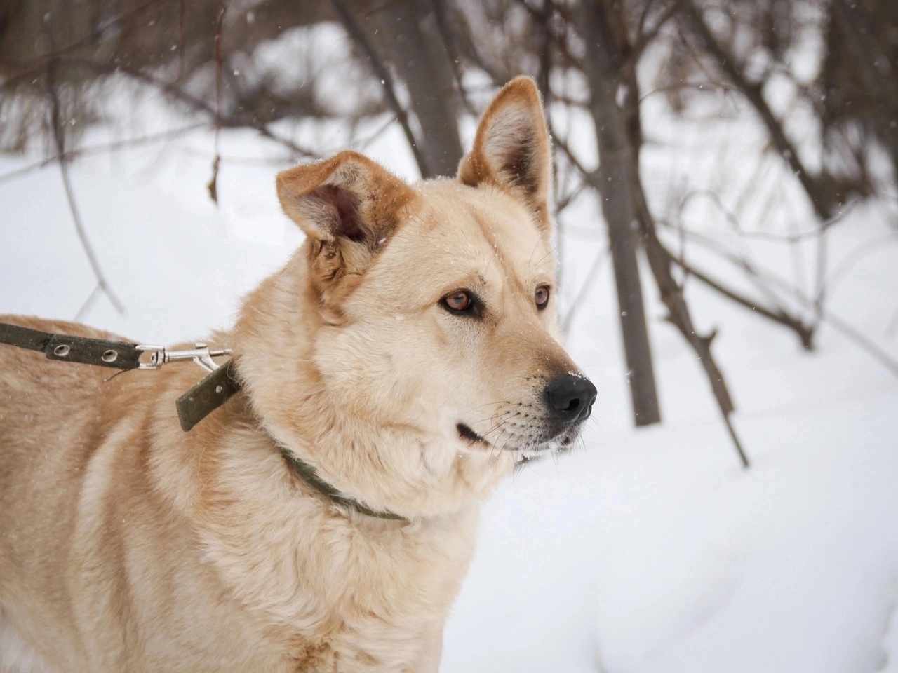 FRIENDS, HELP FIND A FAMILY FOR THE DOG PETRUSHA FROM THE MUNICIPAL SHELTER! - Overexposure, Volunteering, Homeless animals, In good hands, Shelter, Permian, Dog, Kindness, Longpost