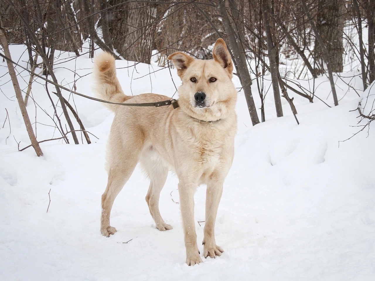 FRIENDS, HELP FIND A FAMILY FOR THE DOG PETRUSHA FROM THE MUNICIPAL SHELTER! - Overexposure, Volunteering, Homeless animals, In good hands, Shelter, Permian, Dog, Kindness, Longpost