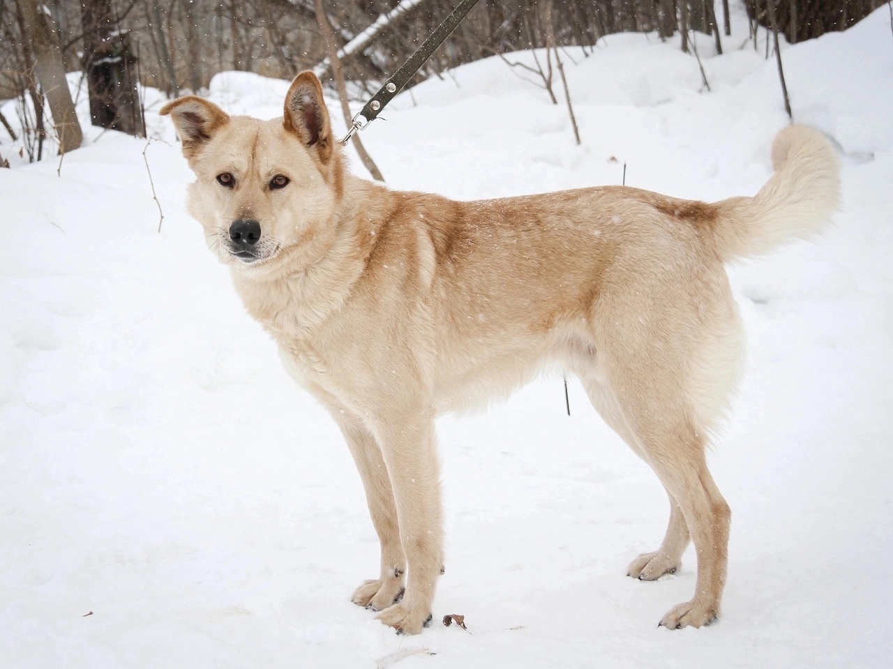 FRIENDS, HELP FIND A FAMILY FOR THE DOG PETRUSHA FROM THE MUNICIPAL SHELTER! - Overexposure, Volunteering, Homeless animals, In good hands, Shelter, Permian, Dog, Kindness, Longpost