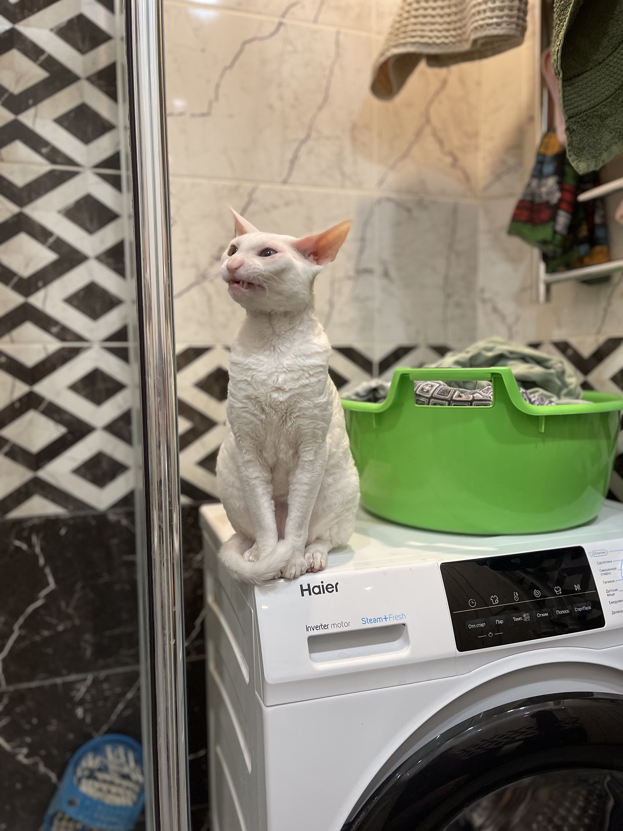 Irritation - My, Sits well, cat, Washing machine, Bliss, Longpost, Pets, The photo