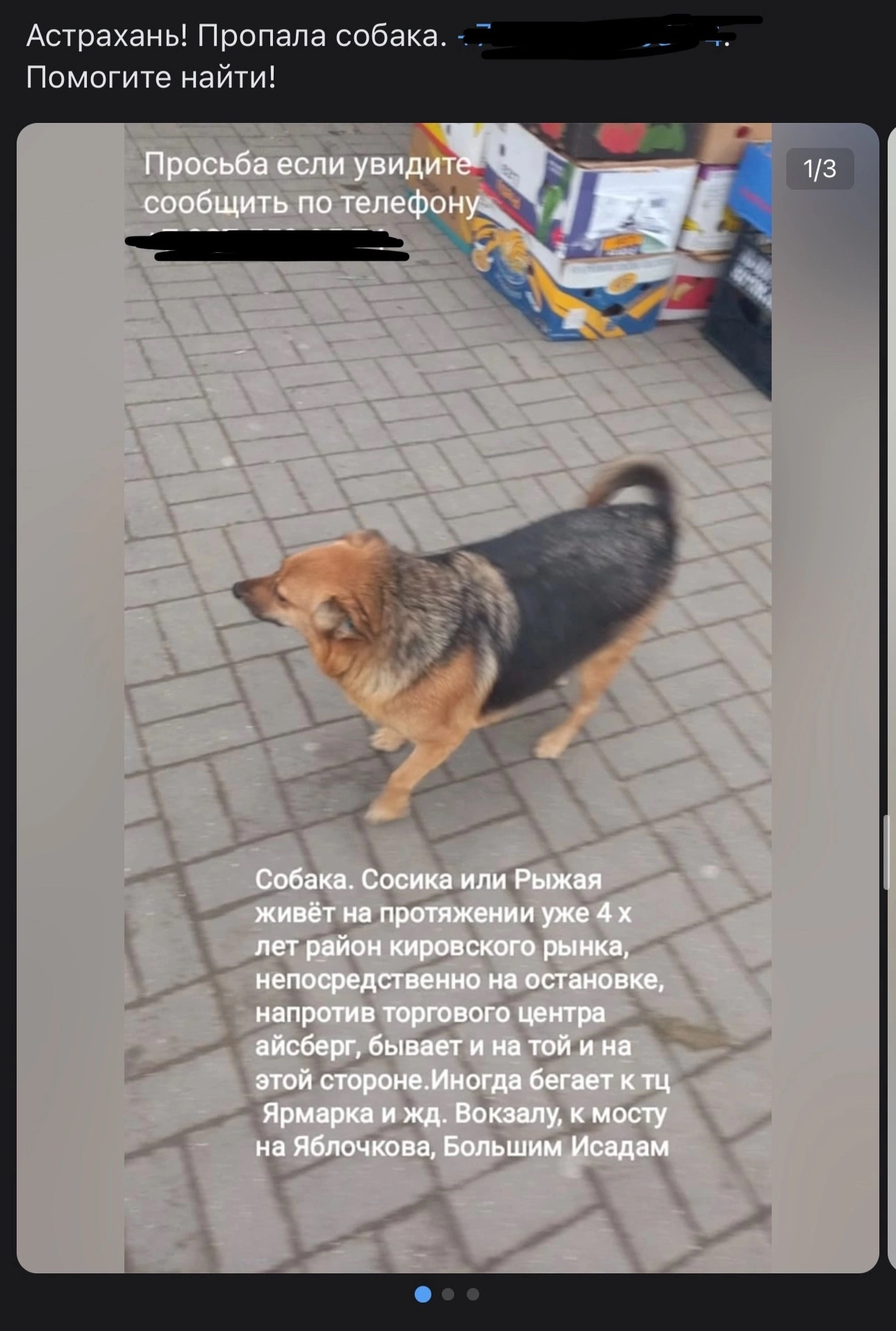 Animal rights activists distribute notices about missing stray dogs in order to find them and return them back to the streets - Stray dogs, Animal defenders, Homeless animals, Screenshot, VKontakte (link), The dog is missing, Dog, Radical animal protection, Negative, Longpost