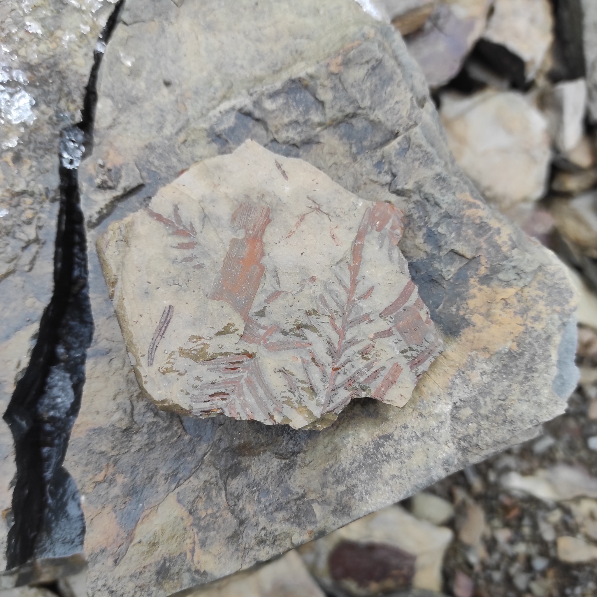 Today I went for imprints of ancient plants on stones. There are finds! Carboniferous period 298-358 million years - My, Fern, Paleozoic, Carbon, Carboniferous period, Fossils, Longpost